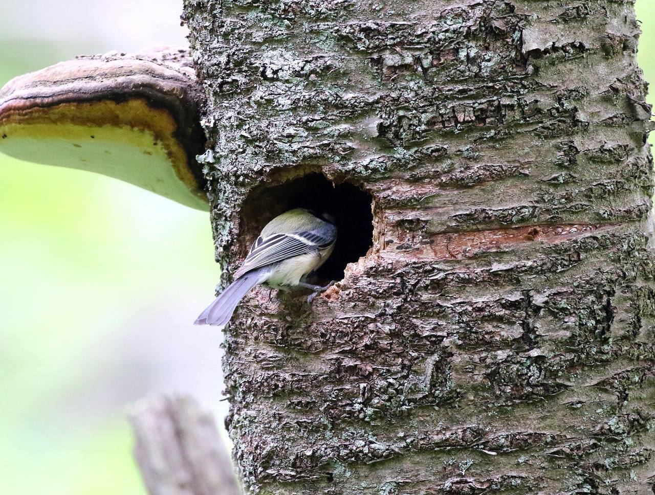 大きな穴にシジュウカラが 一期一会の野鳥たち