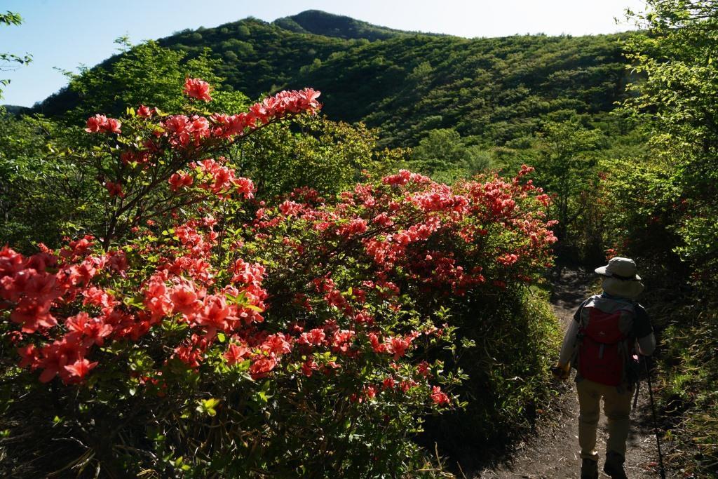 2019/5/30 ヤマツツジに染まる『鍋割山・荒山』南斜面から_a0340812_10590814.jpg