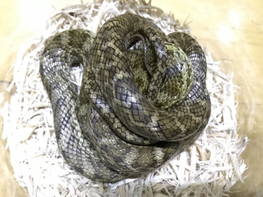 ソメワケササクレヤモリやアオダイショウの販売 横浜の爬虫類専門店 アクアマイティーblog