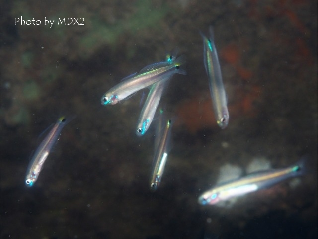 c0211615_16471689.jpg
