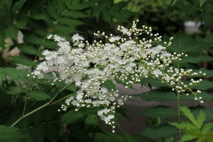 大宮公園の朝　花 と 実_d0150720_16102415.jpg