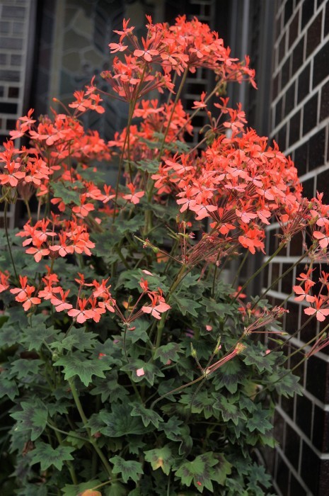 園芸 鉢植えの花達 今咲いている室内と玄関先の花各種です 料理と趣味の部屋