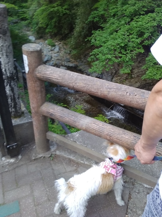 犬連れ旅行　長野県　鹿教湯温泉_c0123029_19311831.jpg