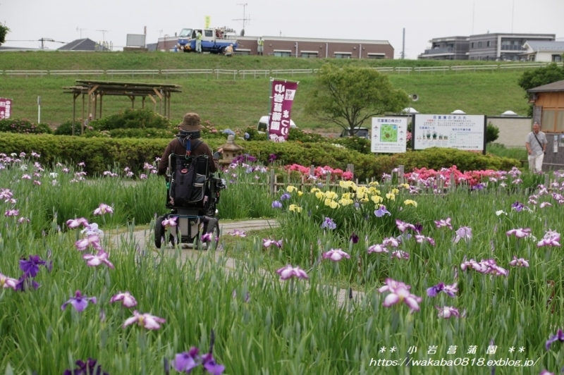 小岩菖蒲園まつりに行ってきました(^^♪_e0052135_18080660.jpg