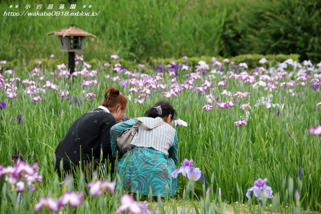 小岩菖蒲園まつりに行ってきました(^^♪_e0052135_18080999.jpg