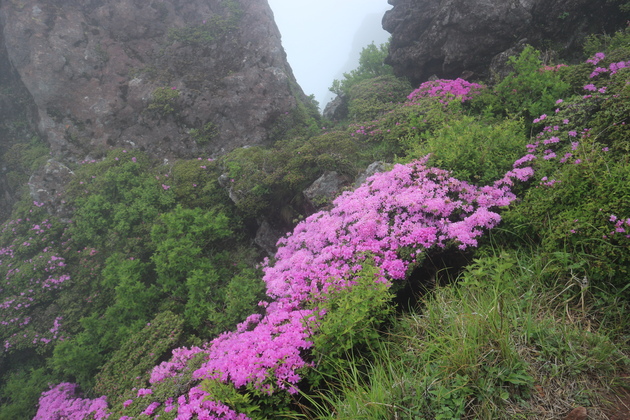 由布岳お鉢巡りでミヤマキリシマを愛でる！_e0272335_19414111.jpg