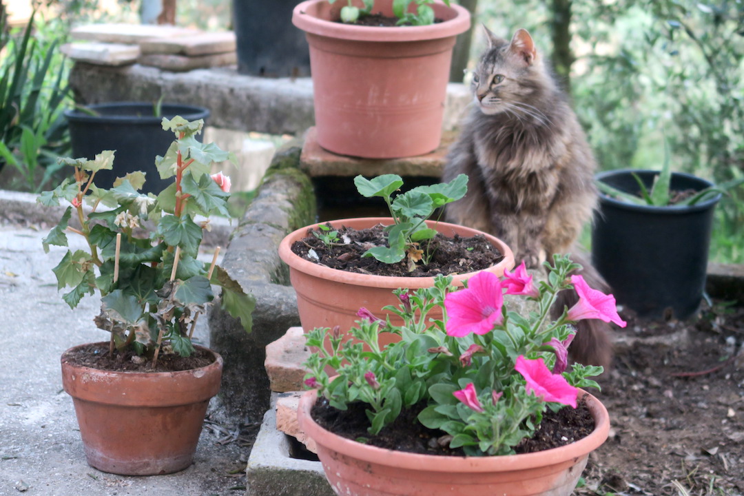 猫のミミとテッツィオ山の花たち_f0234936_651890.jpg