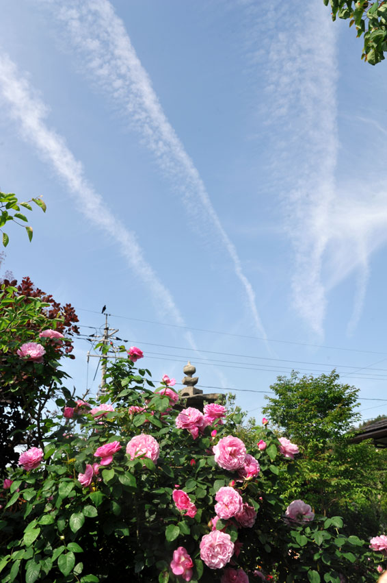 日の出の庭と薔薇越しに見た青空（５月１５日）_b0075541_13135880.jpg