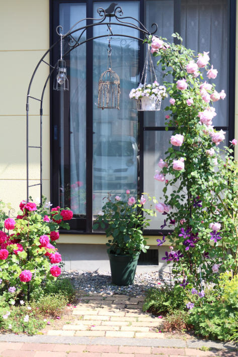 ミルオンザフロスの花 My Small Garden Sugar Plum