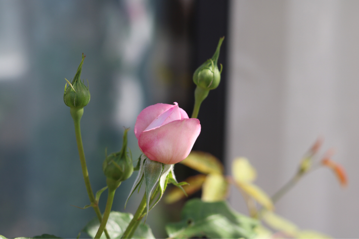 ミルオンザフロスの花 My Small Garden Sugar Plum ミルオンザフロスの花 My Small Garden Sugar Plum