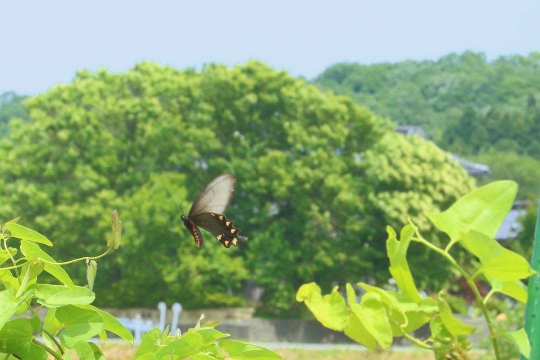 ジャコウアゲハ_e0403850_15084653.jpg