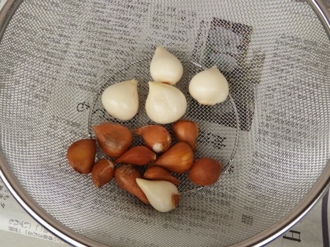 チューリップの球根を掘り上げてみた まる ゆるり チューリップの球根を掘り上げてみた まる ゆるり