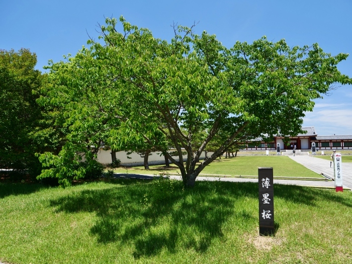 　　奈良・薬師寺　２０２３-０６-２７　００：００　_b0093754_21261358.jpg