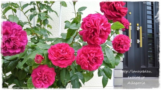 玄関の アレゴリー La Rose 薔薇の庭 玄関の アレゴリー La Rose 薔薇の庭