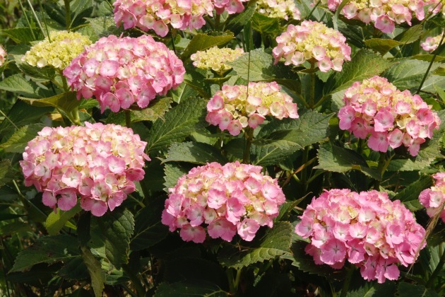 a0248459_15000229.jpg