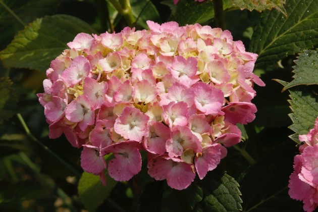 a0248459_15003005.jpg