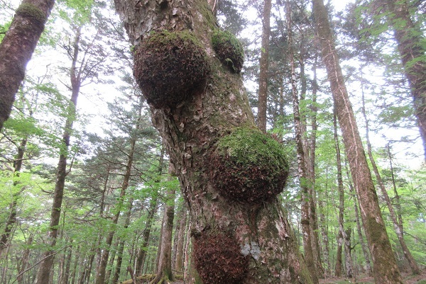 水ヶ塚から双子山_d0164761_14291069.jpg