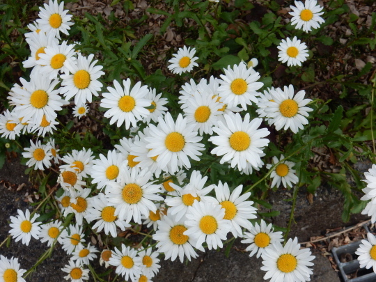 ’19,6,5(水)紫陽花とバラとニンニク!_f0060461_10105894.jpg