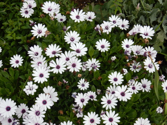 ’19,6,5(水)紫陽花とバラとニンニク!_f0060461_10114063.jpg