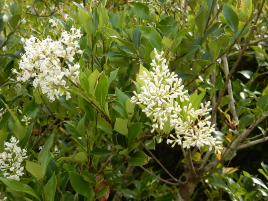 ’19,6,5(水)紫陽花とバラとニンニク!_f0060461_10124961.jpg
