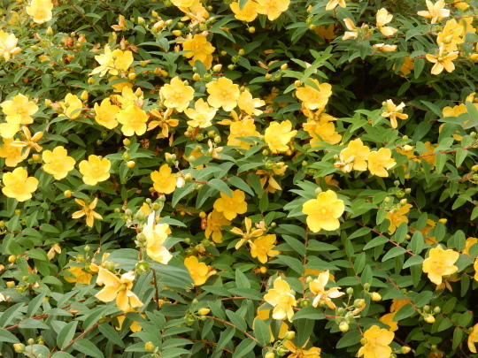’19,6,5(水)紫陽花とバラとニンニク!_f0060461_10135457.jpg