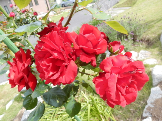 ’19,6,5(水)紫陽花とバラとニンニク!_f0060461_10171755.jpg