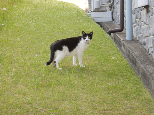 ’19,6,6(木)じゃがいも掘ったよ!_f0060461_20135473.jpg