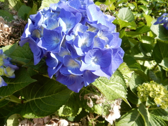 ’19,6,6(木)じゃがいも掘ったよ!_f0060461_20324345.jpg