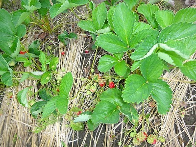 d0074063_07294391.jpg