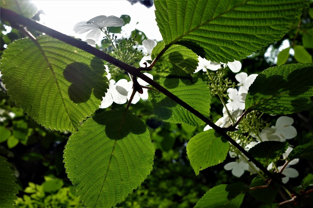 西粟倉の森でヤブデマリの花を下から見上げる 森のことば ことばの森