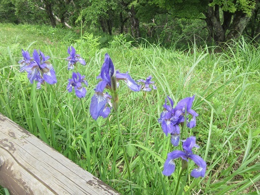 c0273271_10273189.jpg