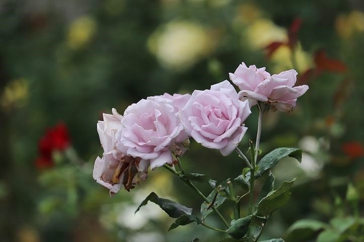 b0111376_16034779.jpg