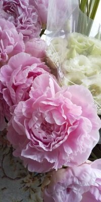 芍薬かぐや姫です Flower Id Design 芍薬かぐや姫です Flower Id Design