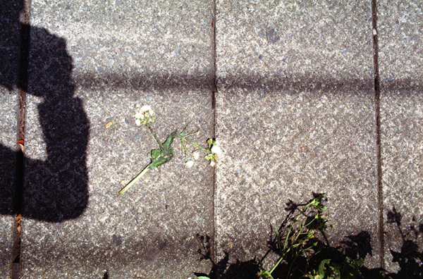 c0386291_11571798.jpg