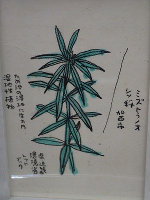 「岩田健三郎植物画教室」(*^_^*)_f0203094_16132625.jpg