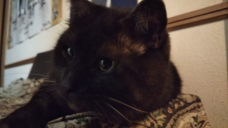 猫の仕事_a0333195_23155773.jpg
