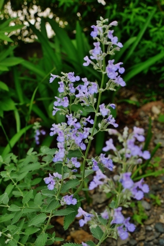 e0167795_13372177.jpg