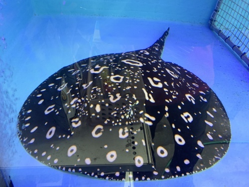 e0143096_15332610.jpg