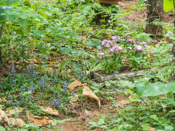 ひさびさの雨に濡れるカンタベリー・ガーデンの草花。_f0276498_23073377.jpg