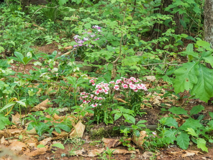 ひさびさの雨に濡れるカンタベリー・ガーデンの草花。_f0276498_23084661.jpg