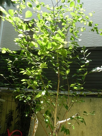 c0152002_20463818.jpg