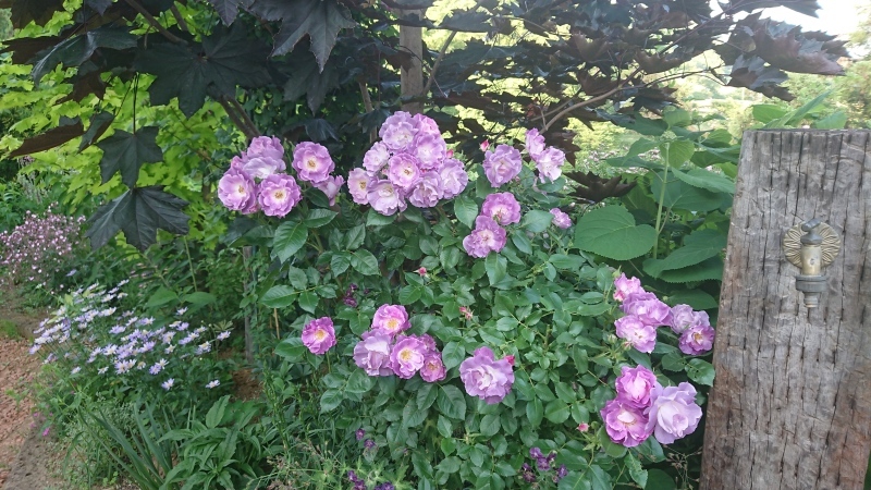 c0320302_20263569.jpg