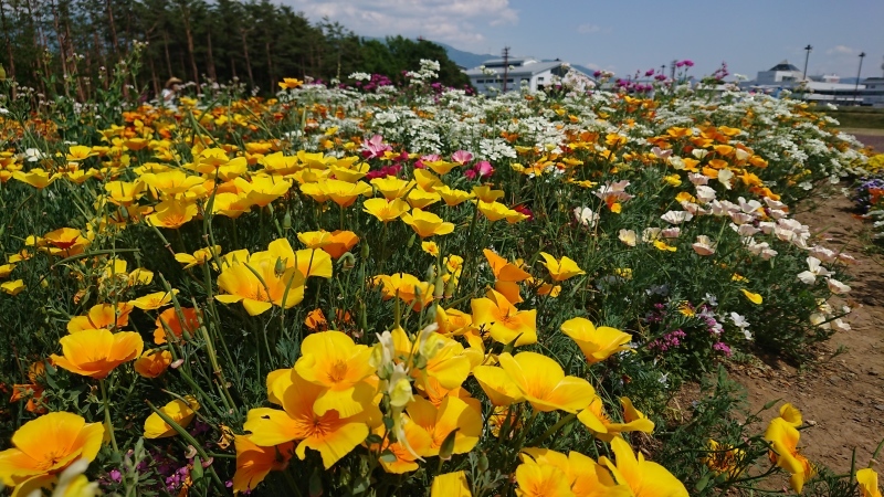 信州花フェスタに行って来ました♪_c0320302_20294340.jpg