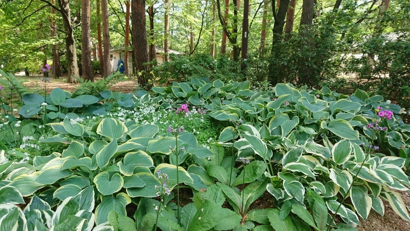 信州花フェスタに行って来ました♪_c0320302_20312998.jpg