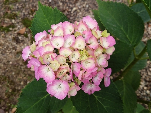 e0289203_21113437.jpg