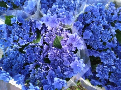 あじさいの花の鉢植え入荷いたしました~💕_c0280108_02435640.jpg
