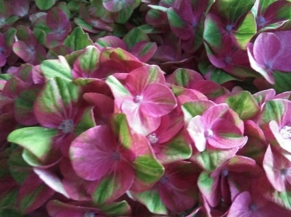 あじさいの花の鉢植え入荷いたしました~💕_c0280108_02451177.jpg