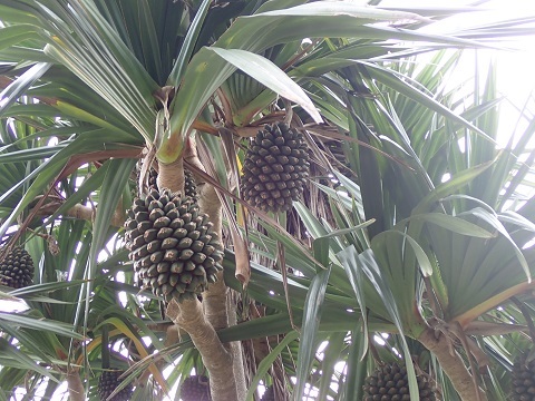 c0182012_14035210.jpg