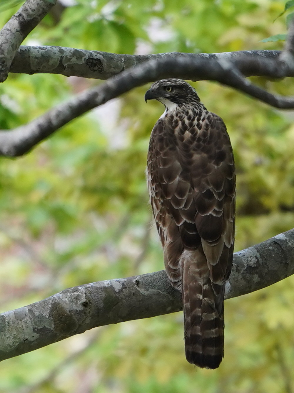 松之山探鳥 クマタカ Ⅲ DGJ_d0346713_07574269.jpg