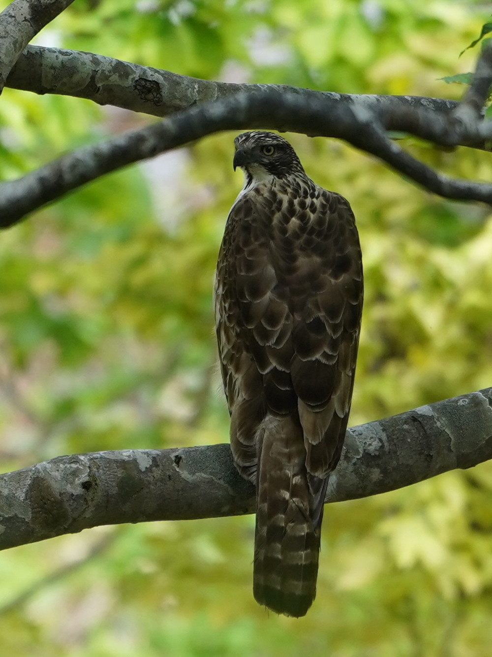 松之山探鳥 クマタカ Ⅲ DGJ_d0346713_07575186.jpg